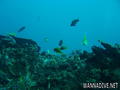 scuba diving photo