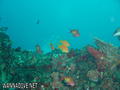scuba diving photo