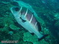 scuba diving photo