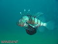 scuba diving photo