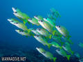 scuba diving photo
