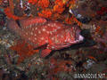 scuba diving photo