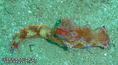 scuba diving photo
