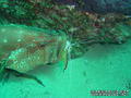 scuba diving photo