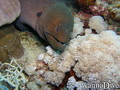 scuba diving photo