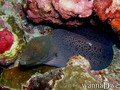 scuba diving photo