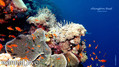 scuba diving photo
