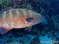 scuba diving photo