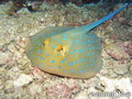 scuba diving photo