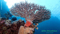 scuba diving photo