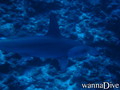 scuba diving photo
