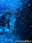 scuba diving photo