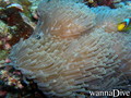 scuba diving photo