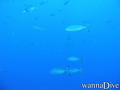 scuba diving photo