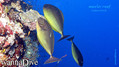 scuba diving photo