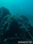 scuba diving photo