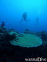 scuba diving photo
