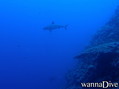 scuba diving photo