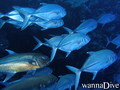scuba diving photo