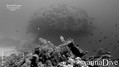 scuba diving photo
