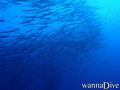 scuba diving photo