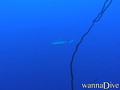 scuba diving photo