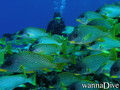 scuba diving photo
