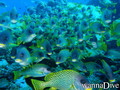 scuba diving photo