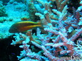 scuba diving photo