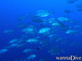 scuba diving photo