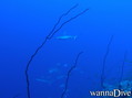 scuba diving photo