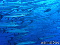 scuba diving photo