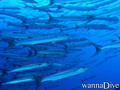 scuba diving photo