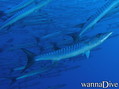 scuba diving photo