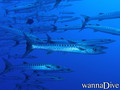 scuba diving photo
