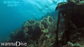 scuba diving photo