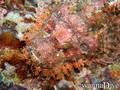 scuba diving photo