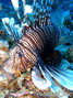 scuba diving photo