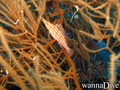 scuba diving photo