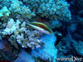 scuba diving photo