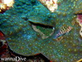 scuba diving photo