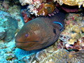 scuba diving photo