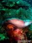 scuba diving photo