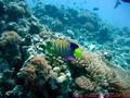 scuba diving photo