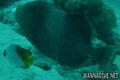 scuba diving photo