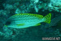 scuba diving photo