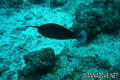 scuba diving photo
