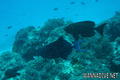 scuba diving photo