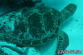 scuba diving photo