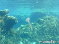 scuba diving photo